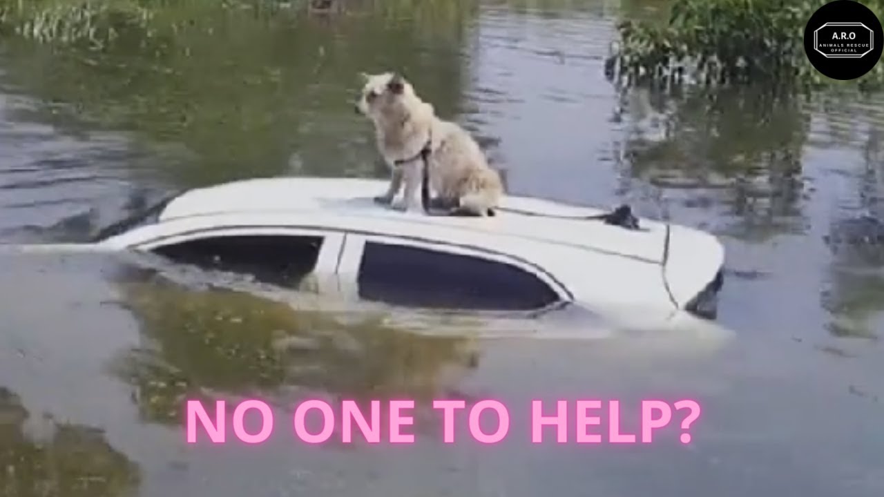 Will Someone Help The Dog Who Is Helpless In The Middle Of The Flood ...