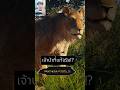 เจ้าป่าที่แท้จริง!? #เล่าเรื่ิอง #Mufasa The Lion King 🦁 #major #มูฟาซา #รีวิวหนัง #palmmyz #shoerts