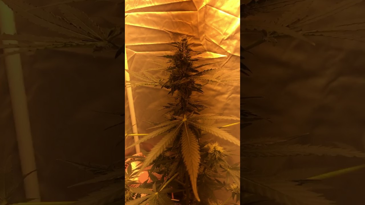 Marijuana indoor kritikal bilbo 28 days Flowering