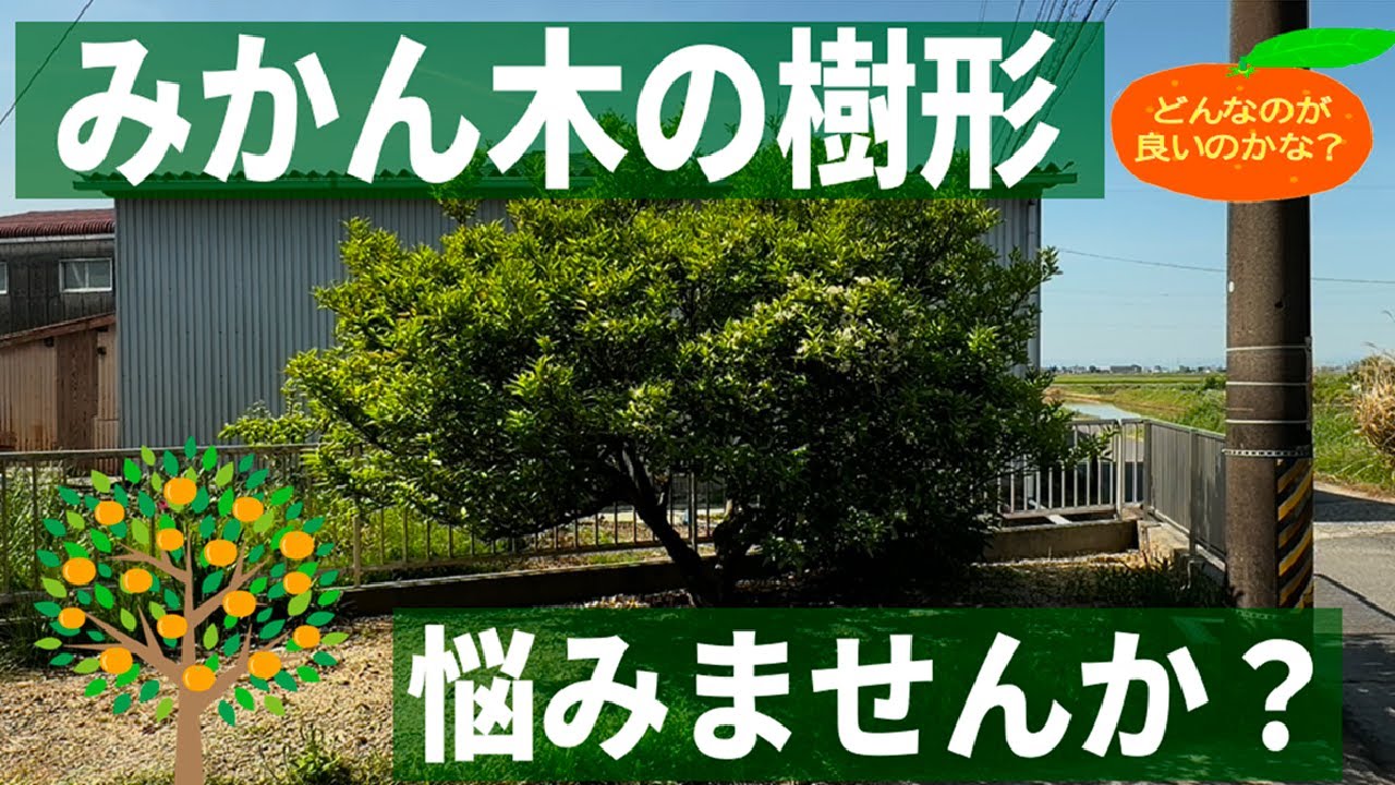 みかん栽培】20250516 みかんの木の樹形 悩みませんか？【甘夏】 - YouTube