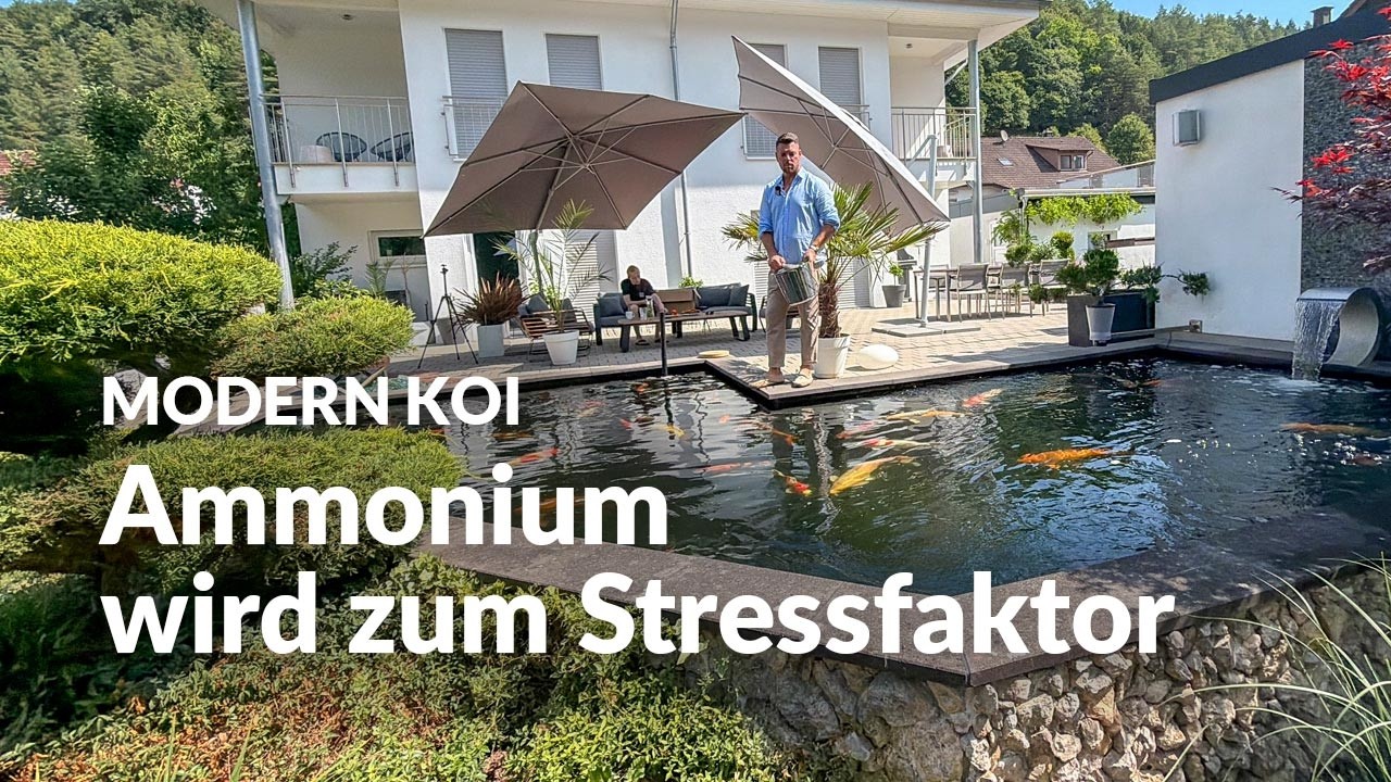 Eine Wasseranalyse an Marks Koiteich nach dem CEV-Ausbruch | Modern Koi Blog #8209