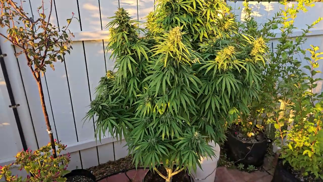 2025 CANNABIS GROW - MOTHER PUCKER X GELATTO #33 - FLOWER WEEK 7 - We have some issues!!!