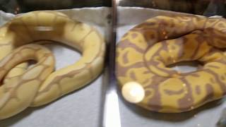 My setup at the Jackson TN Exotic pet Expo