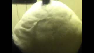 Miley Cyrus twerking      Panda style