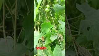 शवलग क लत