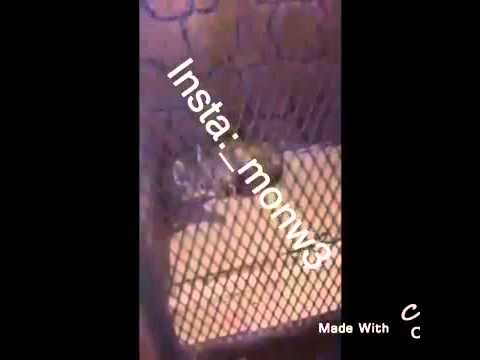 ياذيب انا بوصيك لا تأكل الذيب