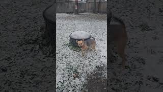Famous dingo in snow Net Worth