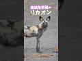 #shorts #動物 #アフリカ #サファリ #日本人サファリガイド #太田ゆか #雑学 #リカオン #lycaon #wilddog