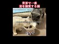 全世界で一番妻を大事にする猫#猫の不思議な行動 #猫 #猫の日常 #動物を大切に