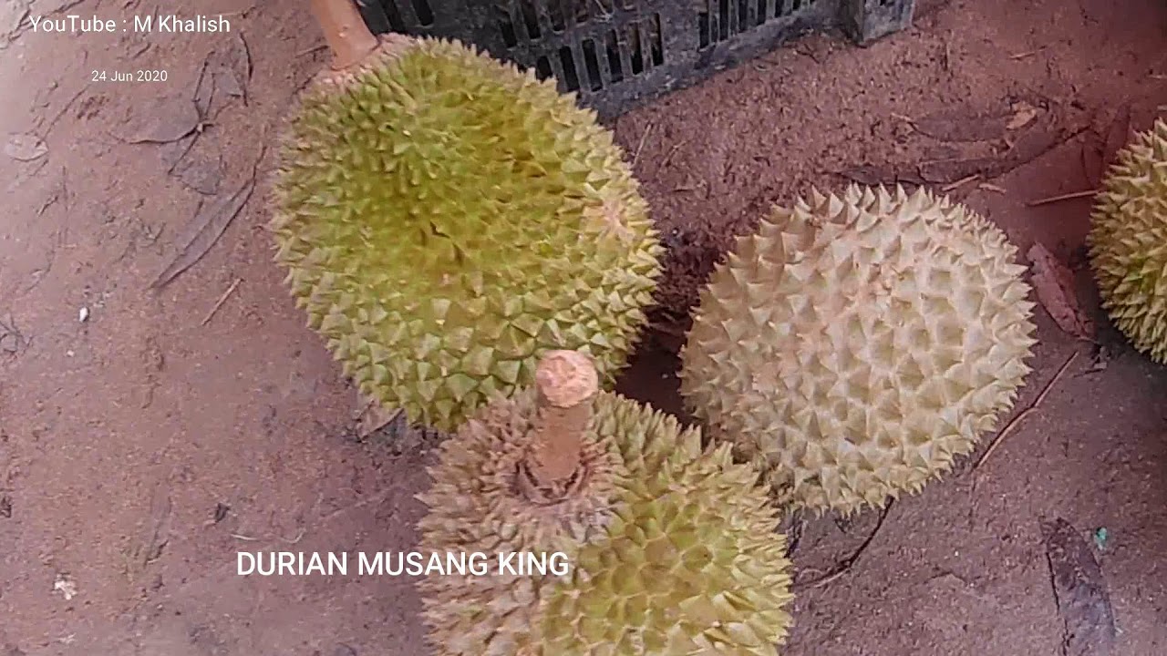 Durian Musang King (Kunyit) - Raja segala buah - YouTube