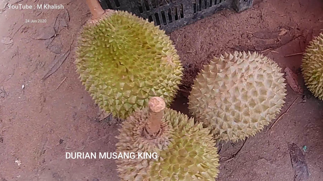 Durian Musang King (Kunyit) - Raja segala buah 