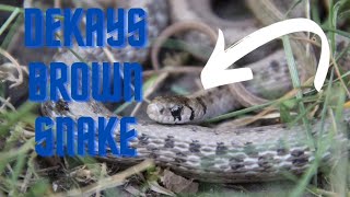 DeKays Brown snake-Snake Facts