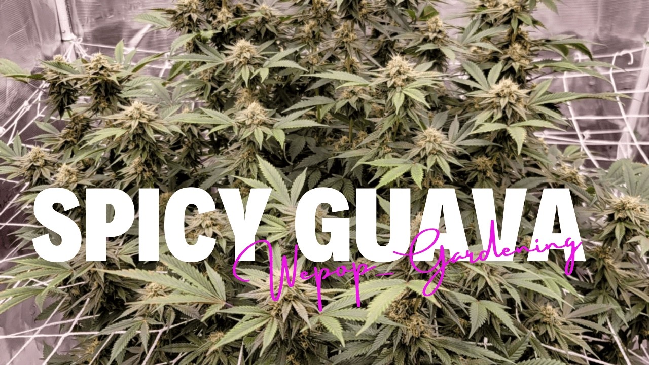 Week 6 Heatwave: Spicy Guava Stacks Up for a Fiery Finish! Under the FC-6500 Evo Marshydro