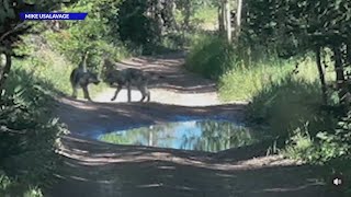 Reintroduced wolf visits Rocky Mountain National Park
