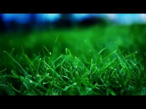 Минута просвещения Почему трава зелёная