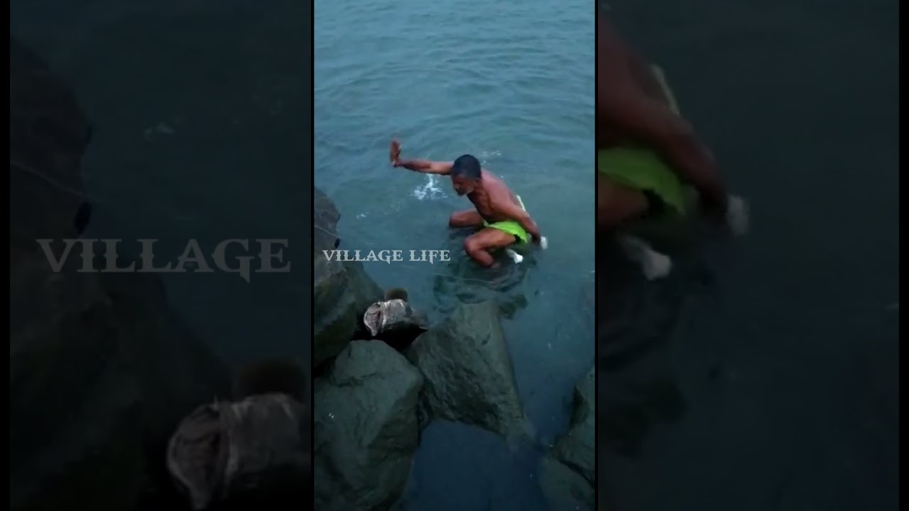 #SHORTS🎣ഹമൂറിനെ മുങ്ങി പിടിച്ചു😱Grouper Fishing|Traditional Fishing|hamoor|Grouper Video|VILLAGELIFE