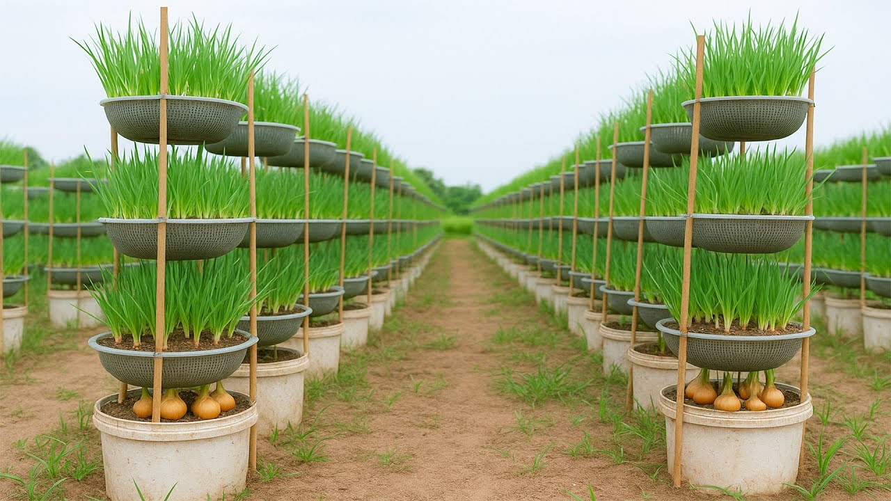 Small Space? Old plastic basket? Grow Onions Like This Instead!