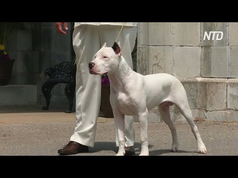 Видео: Последние в Essentials для путешествий на собаках от Global Pet Expo