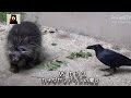 カラスとヤマアラシ Crow VS North American porcupine in Zoo #156【AnimalTV アニマルテレビ】