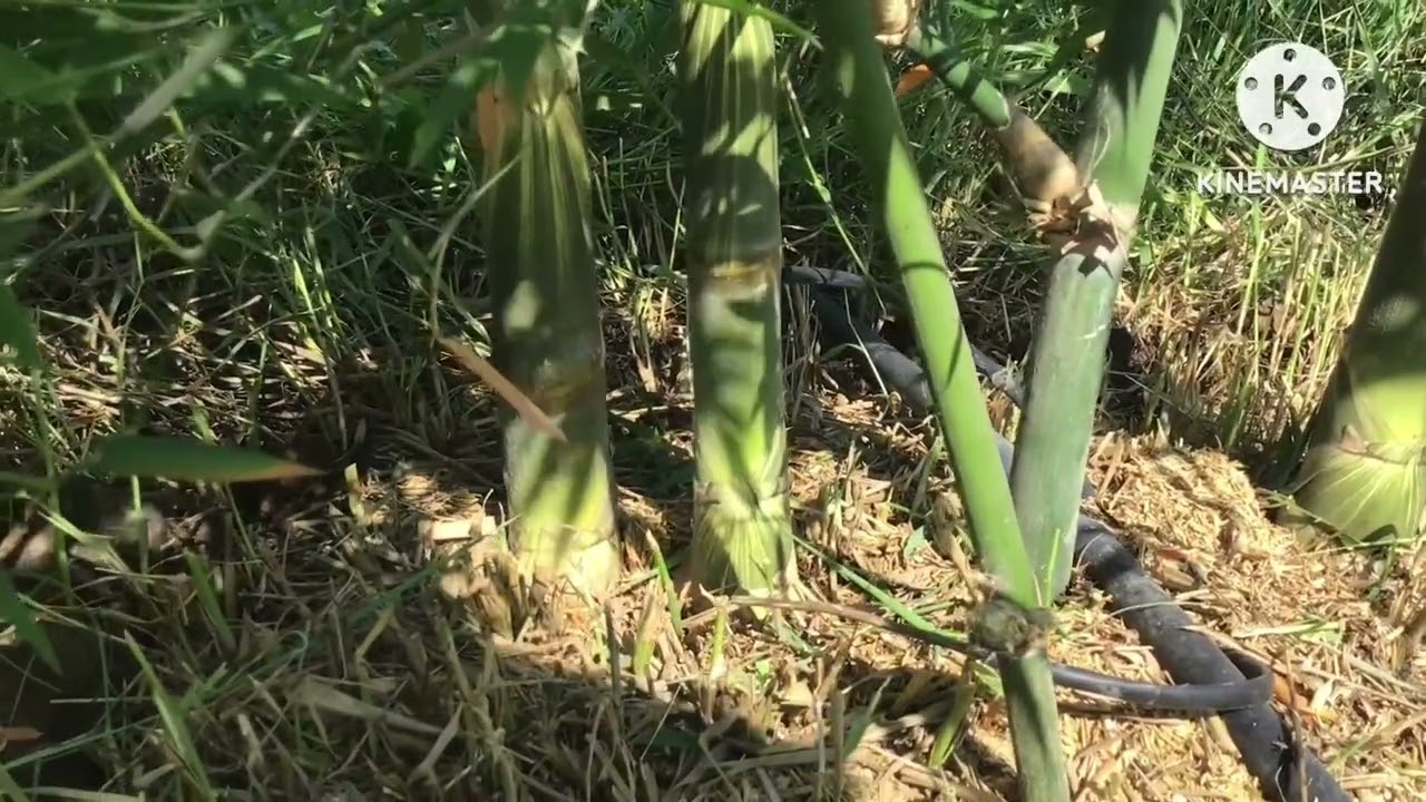 จัดการกอไผ่บงหวานเบอร์9