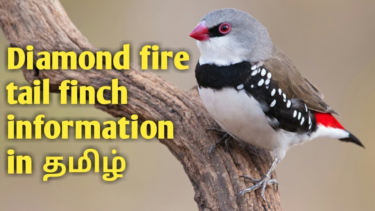 Diamond fire tail finch information in tamil - YouTube
