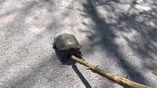 Poor turtle Rescuing a deformed box turtles