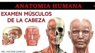 Examen Músculos de la Cabeza - Preguntas Comunes - Anatomía Humana en Odontología