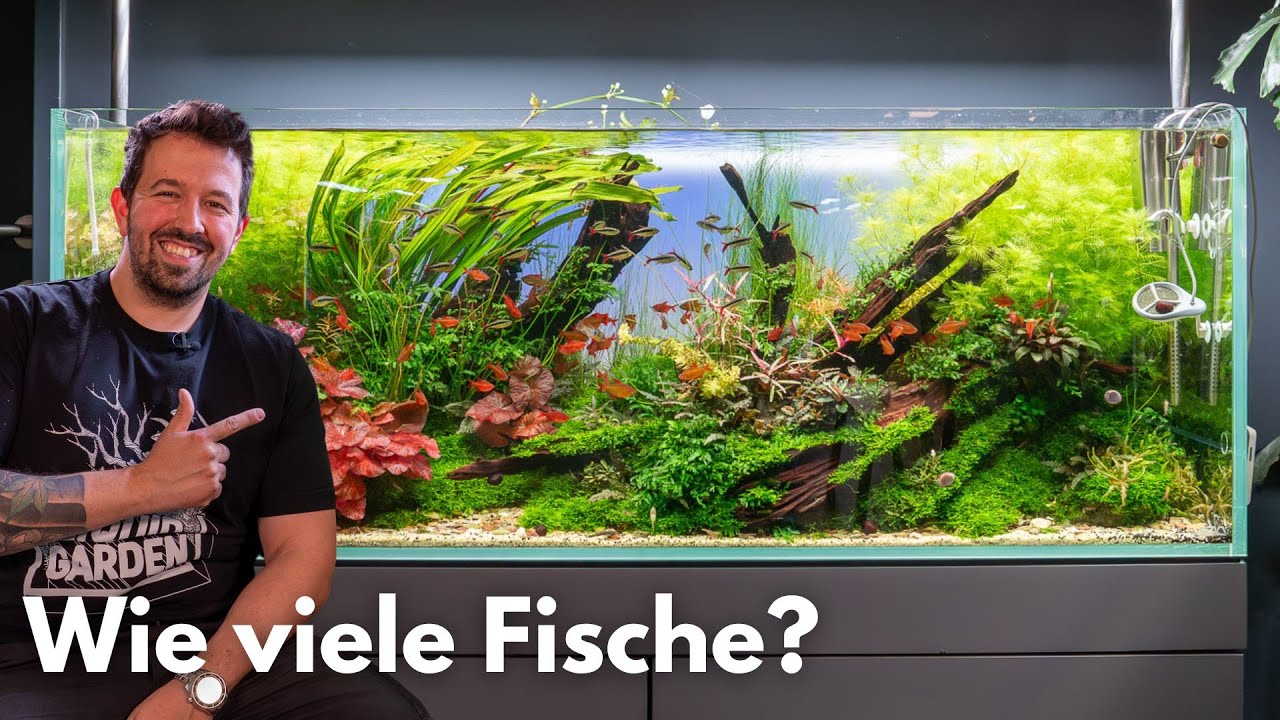 Wie viele Fische passen in ein Aquarium?