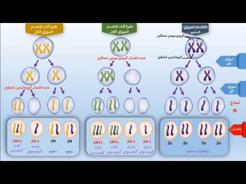 فيديو: كم عدد الكروموسومات التي تشارك في الازدواجية؟