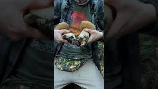 Mushroom ASMR: Trimming up King Boletes (Boletus edulis var grandedulis) on the Mendocino Coast