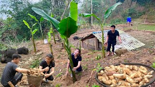 Harvest all cassava to grow bananas. Promises a bumper crop. Building a life in the forest