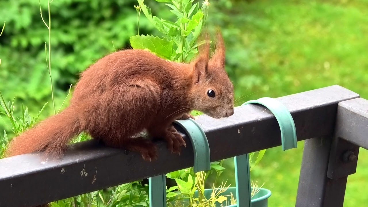 Das kleine Eichhörchen Joé entdeckt unseren Balkon …