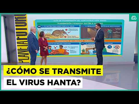 Alerta por virus hanta en Chile: conoce las formas de transmisión
