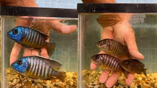 Selecting Breeders For Aulonocara Nyae