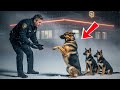 In the Freezing Snow, 3 German Shepherds Pleaded for Food—What Officer Did Next Touched the World