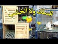 تربيه الحمام في عيون سلك ولا خشب اعرف المميزات والعيوب
