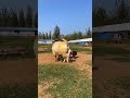 DamascusGoat Goat Sheep#2