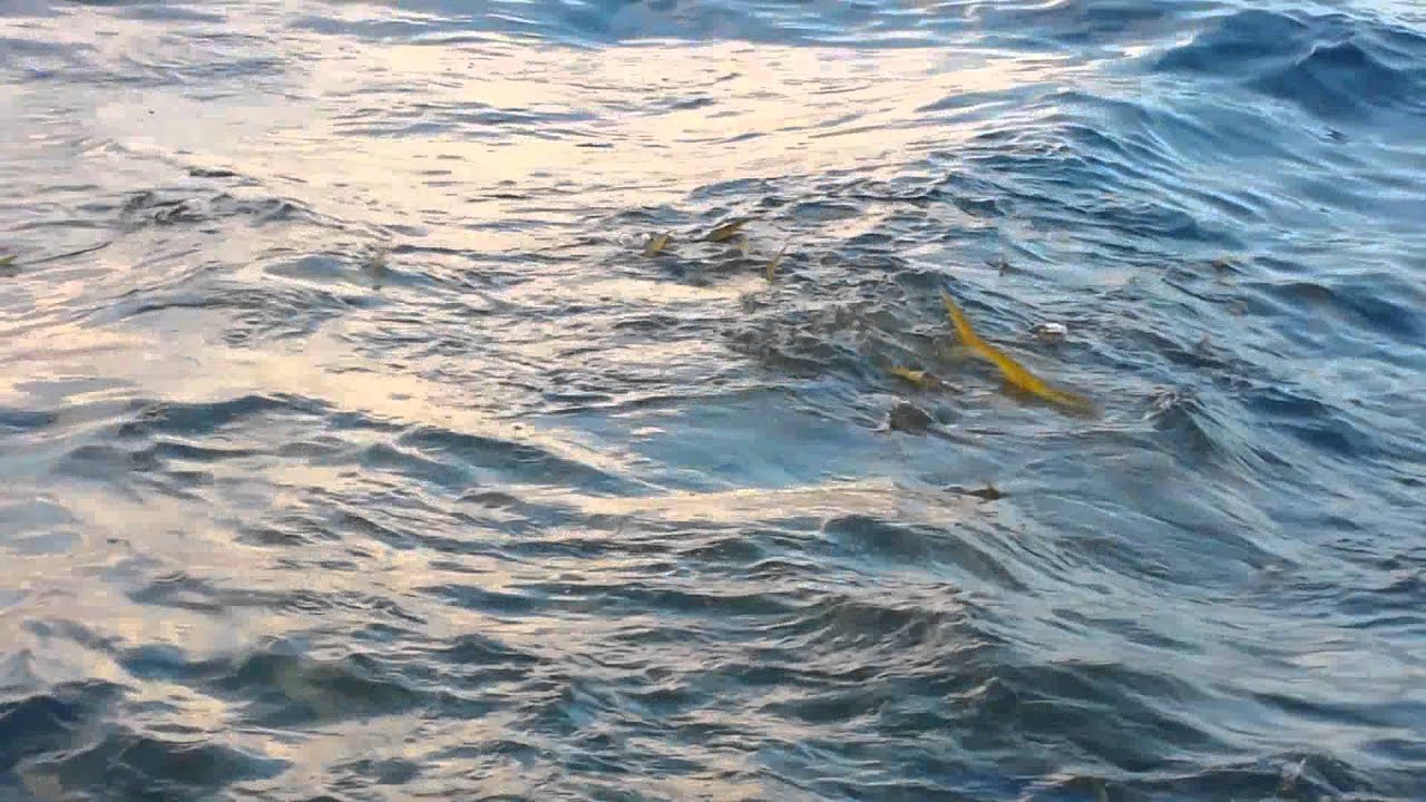 Commercial Fishing for yellowtail..... YouTube