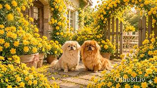 Golden Flower Cottage 🌼☀️ Relaxing Bossa for Good Mood, Chill & Peaceful Mornings screenshot 5