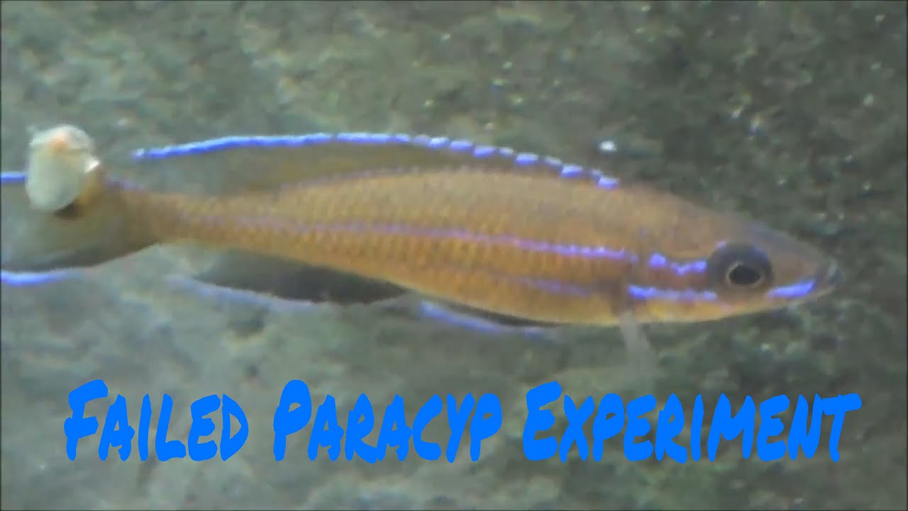 cichlid aquarium plants Paracyprichromis nigripinnis 