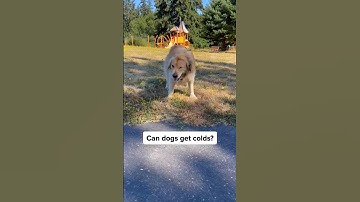 Can Dogs Get Colds? Everything You Need To Know 🐶🌡️ #shorts