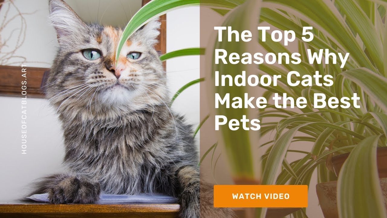 The Top 5 Reasons Why Indoor Cats Make the Best Pets House Of Cat