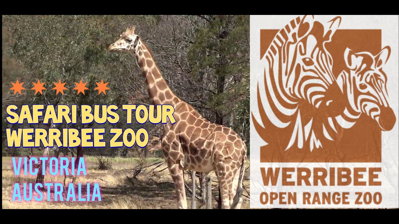 werribee zoo safari bus pram