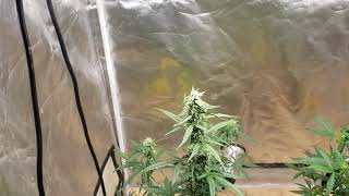 Mars Hydro sp250 autoflower grow triple xl, moby dick and og kush