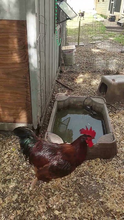 the-difference-between-free-range-and-pasture-raised-chickens-youtube