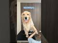 バイバイボンバー #大型犬 #ゴールデンレトリバー