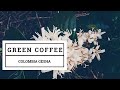 Green coffee beans: Colombia Gesha