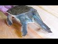 【閲覧注意】生きたスッポン捌き方・吸い口の作り方【詳細解説】