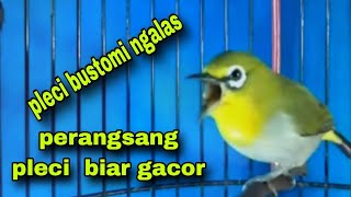 Pancingan Pleci bustomi Bikin Gacor || Pleci Ngalas 123