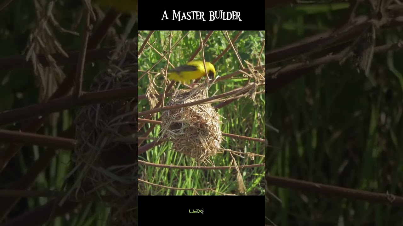 A Master Builder #birds #music #nature